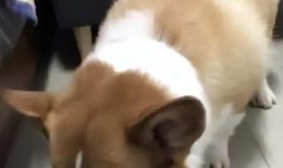 上海一柯基被打死