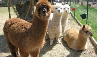 羊驼在哪能买到