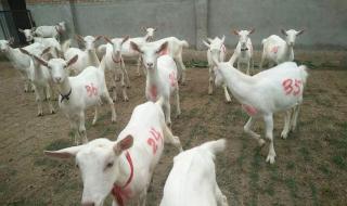 关中奶山羊养殖技术 关中奶山羊养殖技术