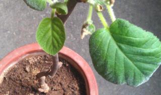 猕猴桃树苗 猕猴桃树苗