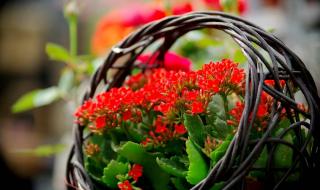 广场舞花篮的花儿香