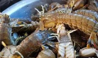 象山开渔节 象山开渔节