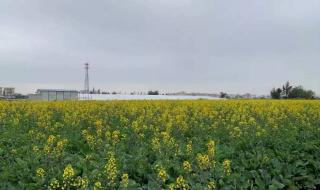 珠海莲洲油菜花 珠海莲洲油菜花